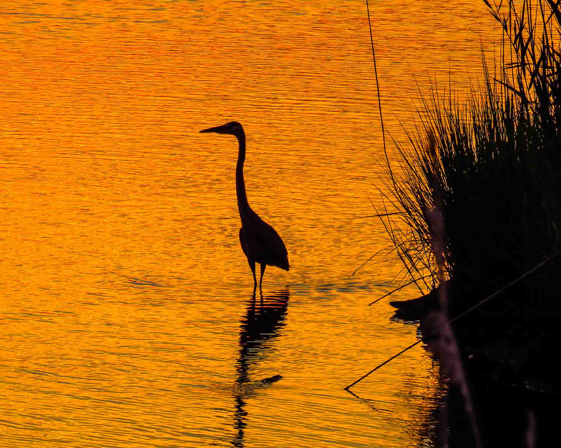 Battlefield Park Heron Silhouette | Photography Credit to William Niven