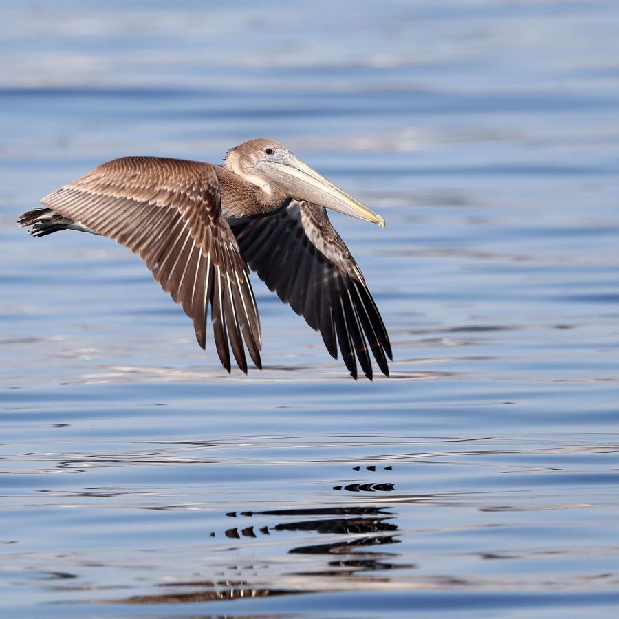 Brown Pelican | Photography by David R Gibson