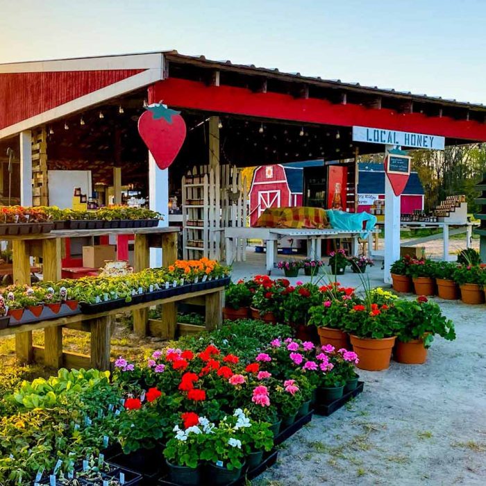 Hickory Ridge Farm Flowers | Chesapeake Economic Development | Photography Credit Robin Pierce and Hickory Ridge Farm