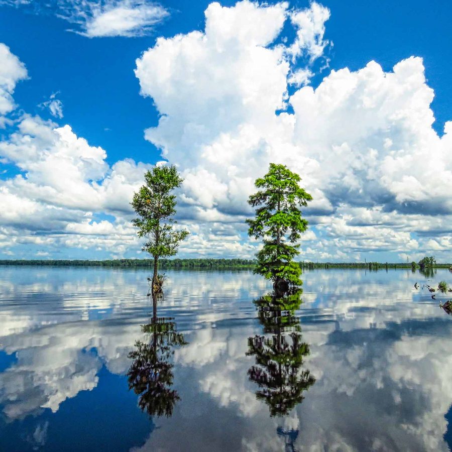 Lake Drummond Reflections | Chesapeake Economic Development | Photography by Bill Niven