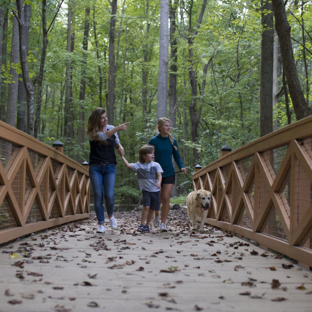 Family walking dog on a wooden bridge in a forest, woman pointing ahead
