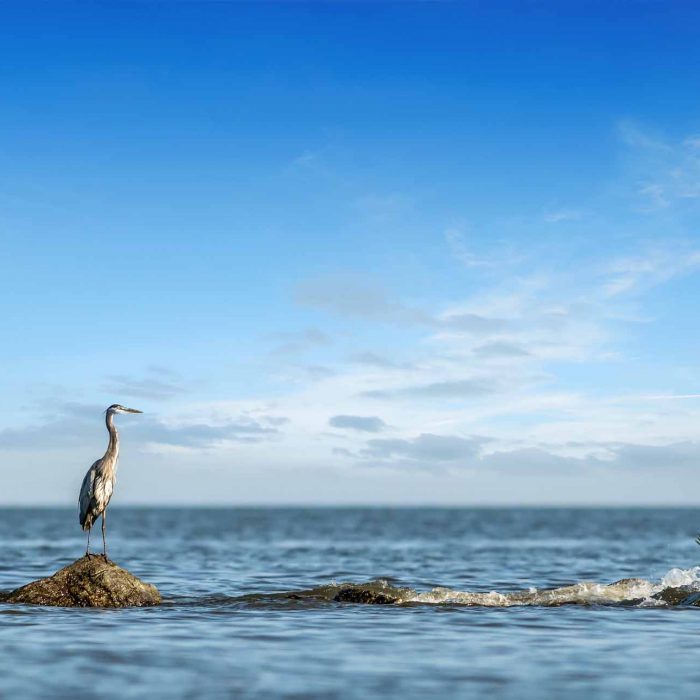 Chesapeake Economic Development | Heron on Chesapeake Bay